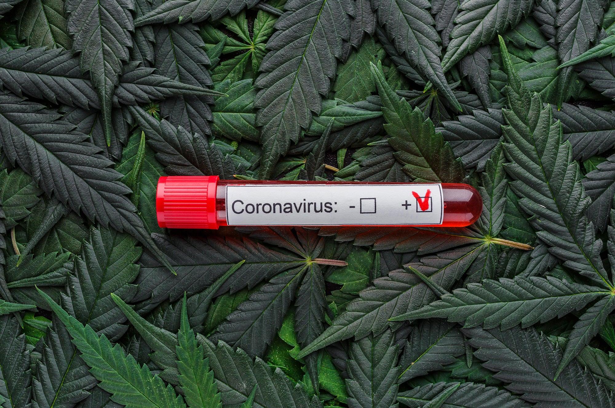 Can Cannabis Cure Coronavirus? - GRAV®